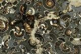 Polished Ammonite (Promicroceras) Fossil - Marston Magna Marble #129292-1